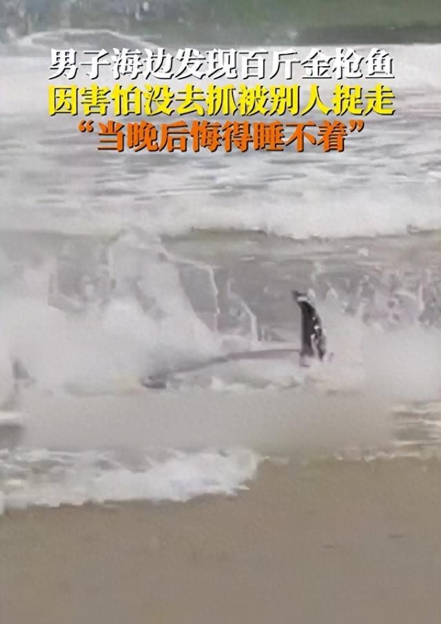 男子未捕搁浅金枪鱼后悔失眠，一条鱼揭开人性中的恐惧与贪婪