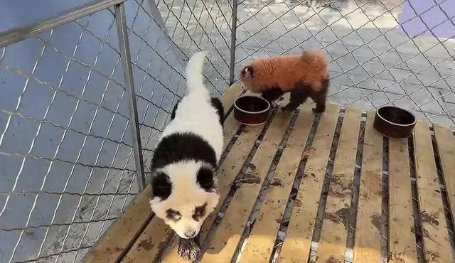 动物园用染色狗扮演熊猫被游客举报，娱乐至死还是童趣无罪？