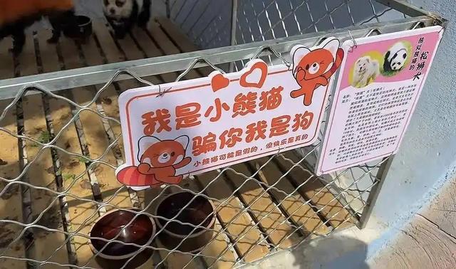 动物园用染色狗扮演熊猫被游客举报，娱乐至死还是童趣无罪？