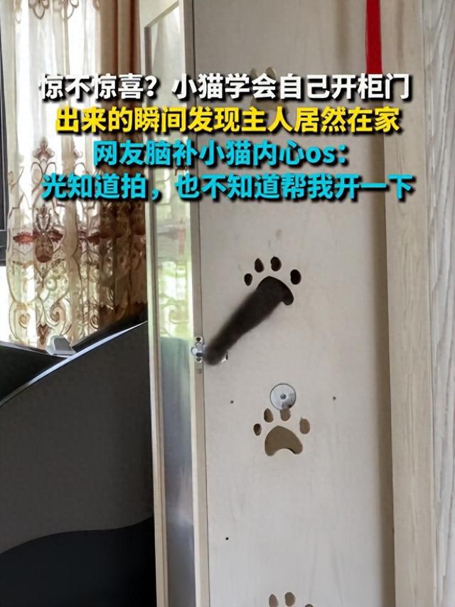 喵星人自学开锁，柜门一开竟遇主人凝视：铲屎的你倒是搭把手啊！