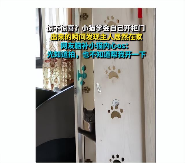喵星人自学开锁，柜门一开竟遇主人凝视：铲屎的你倒是搭把手啊！