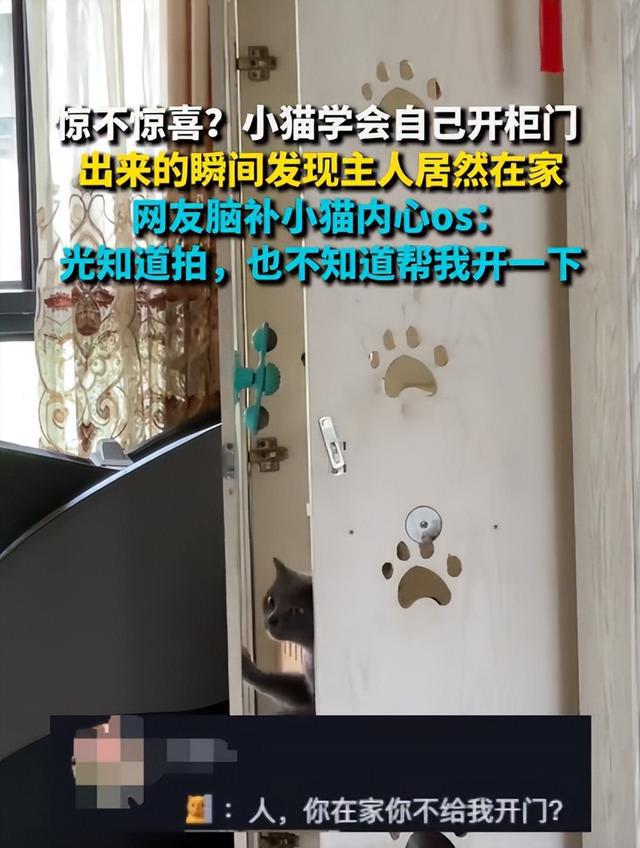 喵星人自学开锁，柜门一开竟遇主人凝视：铲屎的你倒是搭把手啊！