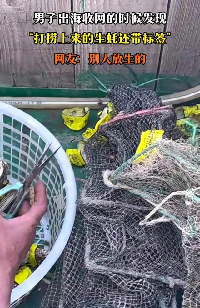 男子出海打捞上来的生蚝带商品标签，封嘴放生是积德还是造孽？