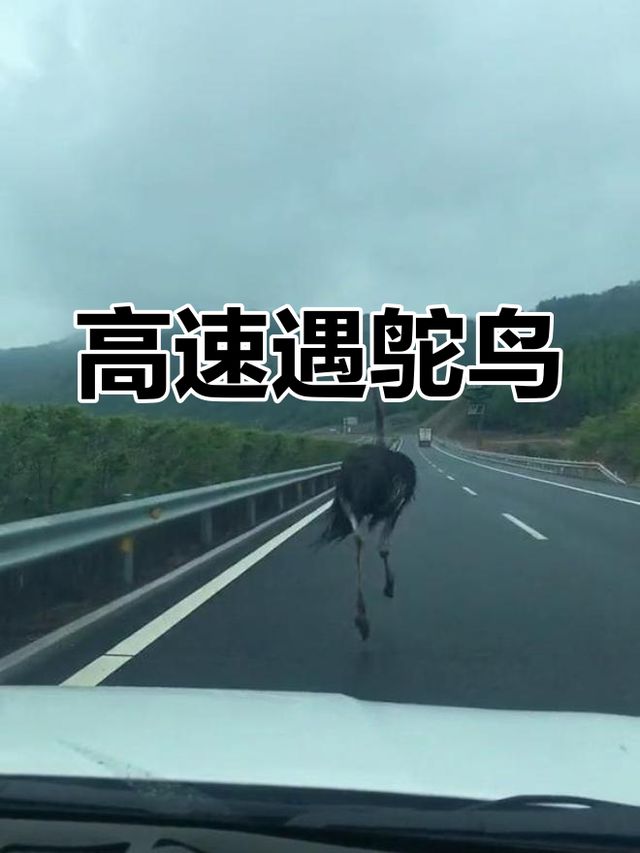 海口早高峰惊现鸵鸟压马路，鸵鸟的主人心急如焚四处寻找