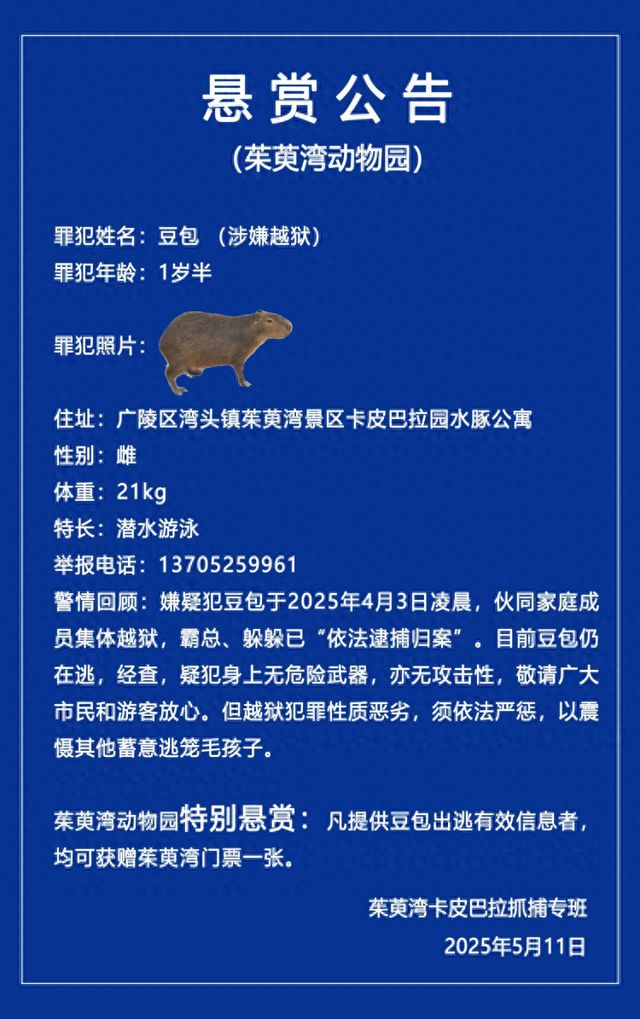 卡皮巴拉“豆包”出逃40天，最新回应！已锁定大致范围