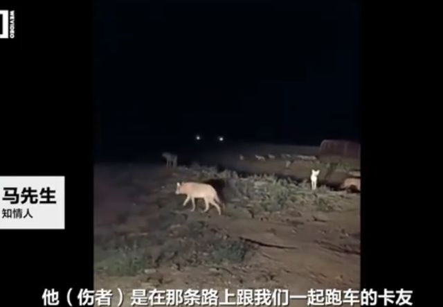 惊险一幕：司机深夜下车方便被狼咬伤，如今狼连车灯都不怕了