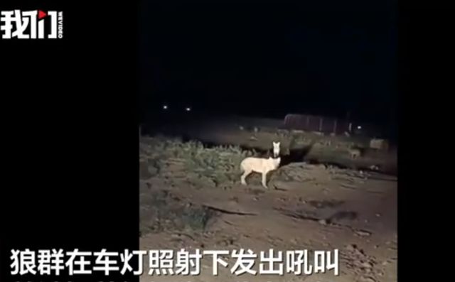 惊险一幕：司机深夜下车方便被狼咬伤，如今狼连车灯都不怕了