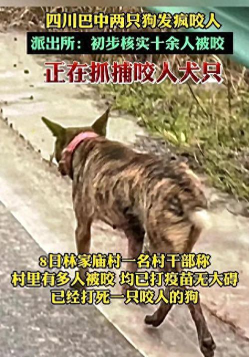 巴中恶犬再伤人！老人血染街头，为何狗患屡禁不止？