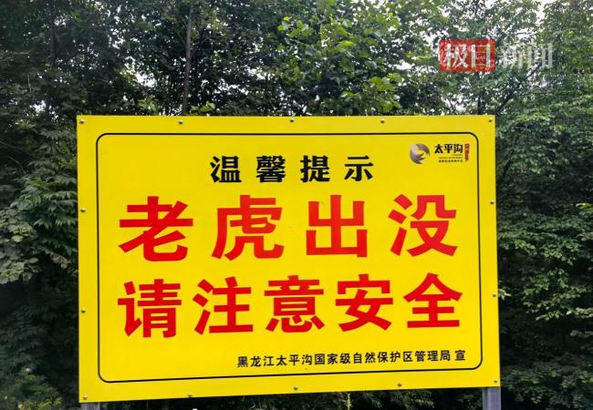 内蒙古游客偶遇野生东北虎 国道边惊现猛兽