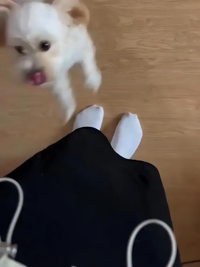 狗狗看到主人回家兴奋成陀螺，转圈背后的情绪密码解析
