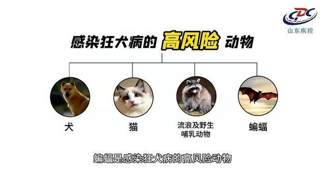 咬伤后未就医，3个月后病发！这种病致死率近100%