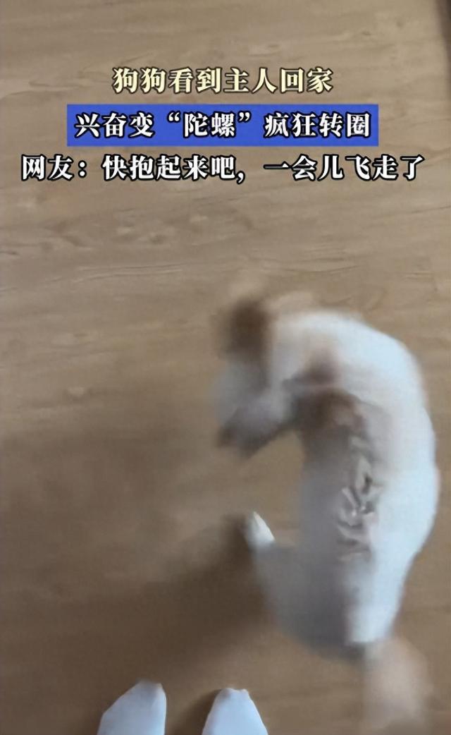 狗狗看到主人回家兴奋成陀螺，转圈背后的情绪密码解析