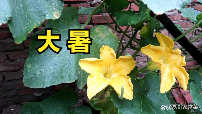 大暑节气有哪些传统习俗