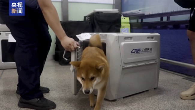 标题：**带宠物出行全攻略：实用技巧与注意事项**带着宠物去旅游！出行攻略来了