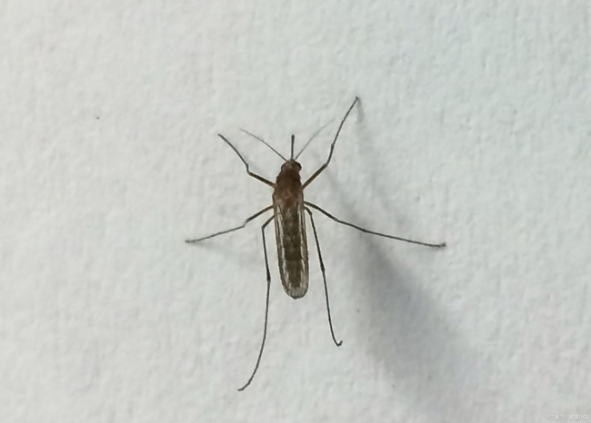为什么降雨后蚊子会增多? 北京疾控发布提醒
