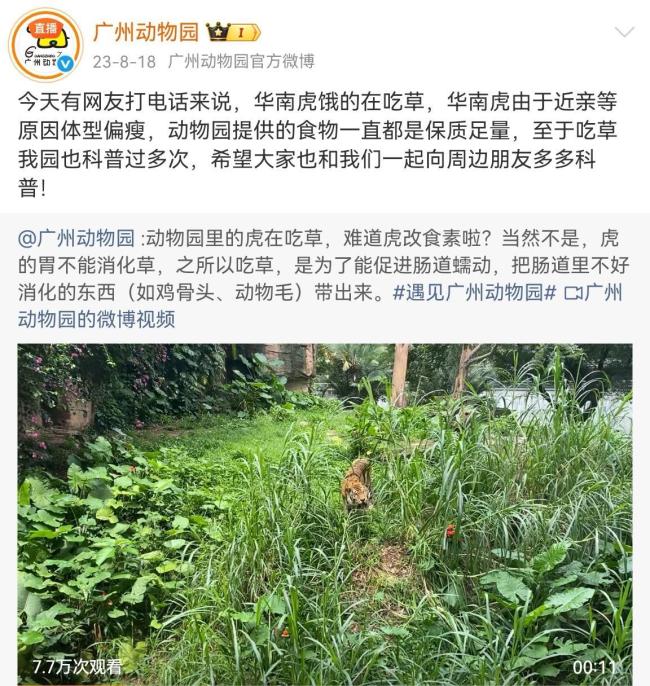 北京动物园老虎饿得吃草？园方回应 实为正常现象