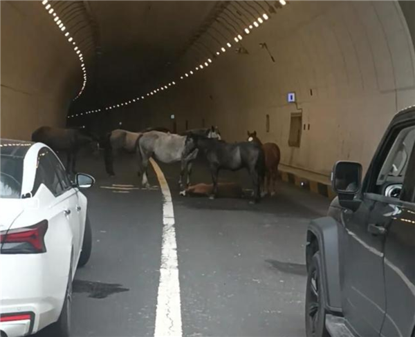 警方回应小马倒在隧道大马拦路求助